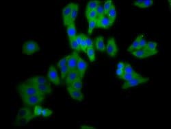 Invitrogen DPY19L3 Polyclonal Antibody 100 &mu;g; Unconjugated:Antibodies,