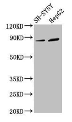 Invitrogen DPY19L3 Polyclonal Antibody 100 &mu;g; Unconjugated:Antibodies,