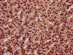 Invitrogen FAM5C Polyclonal Antibody 100 &mu;g; Unconjugated:Antibodies,