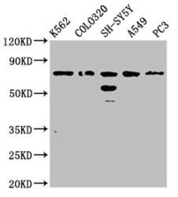 Invitrogen FAM5C Polyclonal Antibody 100 &mu;g; Unconjugated:Antibodies,
