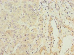 ARMX2 Polyclonal Antibody:Antibodies, Polyclonal