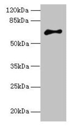 ARMX2 Polyclonal Antibody:Antibodies, Polyclonal
