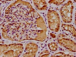 BAAT1 Polyclonal Antibody:Antibodies, Polyclonal