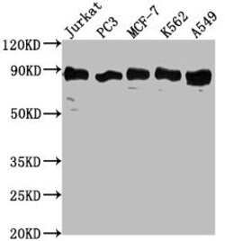 BAAT1 Polyclonal Antibody:Antibodies, Polyclonal