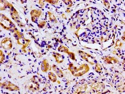 Invitrogen MARK2 Polyclonal Antibody 100 &mu;g; Unconjugated:Antibodies,