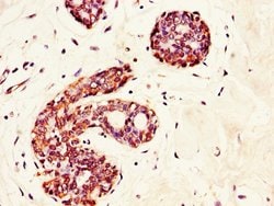 Invitrogen GRAMD4 Polyclonal Antibody 100 &mu;g; Unconjugated:Antibodies,