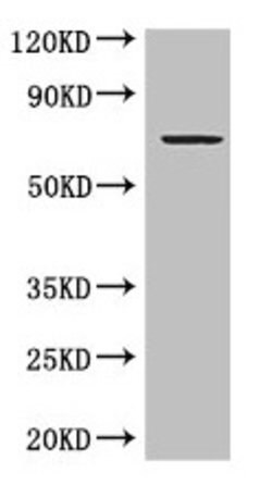 Invitrogen GRAMD4 Polyclonal Antibody 100 &mu;g; Unconjugated:Antibodies,