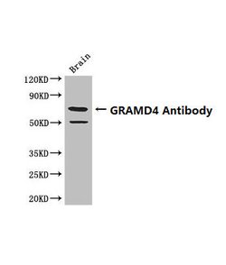 Invitrogen GRAMD4 Polyclonal Antibody 100 &mu;g; Unconjugated:Antibodies,