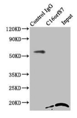 Invitrogen C16orf87 Polyclonal Antibody 100 &mu;g; Unconjugated:Antibodies,