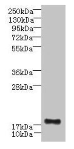 Invitrogen C16orf87 Polyclonal Antibody 100 &mu;g; Unconjugated:Antibodies,