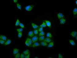 Invitrogen RIPX Polyclonal Antibody 100 &mu;g; Unconjugated:Antibodies,