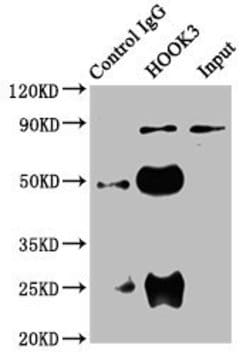 Invitrogen HOOK3 Polyclonal Antibody 100 &mu;g; Unconjugated:Antibodies,