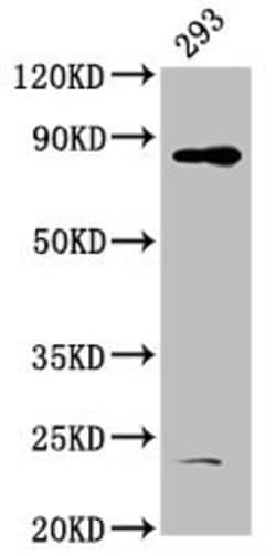 Invitrogen HOOK3 Polyclonal Antibody 100 &mu;g; Unconjugated:Antibodies,
