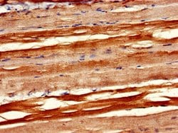 Invitrogen PXK Polyclonal Antibody 100 &mu;g; Unconjugated:Antibodies,