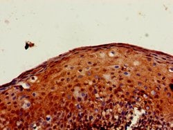 Invitrogen PXK Polyclonal Antibody 100 &mu;g; Unconjugated:Antibodies,