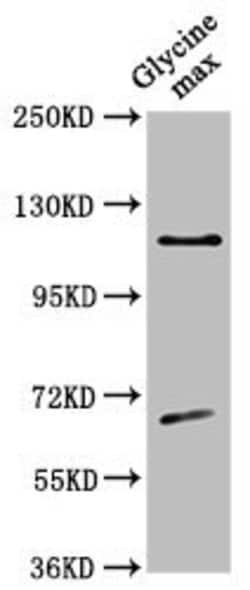 CESA4 Polyclonal Antibody:Antibodies, Polyclonal
