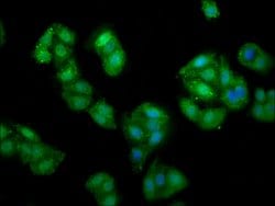 Invitrogen PRUNE Polyclonal Antibody 100 &mu;g; Unconjugated:Antibodies,