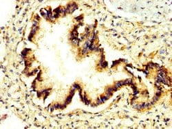 Invitrogen PRUNE Polyclonal Antibody 100 &mu;g; Unconjugated:Antibodies,