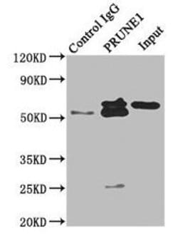 Invitrogen PRUNE Polyclonal Antibody 100 &mu;g; Unconjugated:Antibodies,
