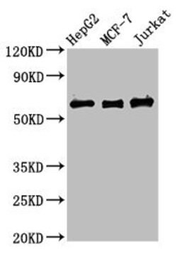 Invitrogen PRUNE Polyclonal Antibody 100 &mu;g; Unconjugated:Antibodies,