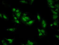 Invitrogen LDB1 Polyclonal Antibody 100 &mu;g; Unconjugated:Antibodies,