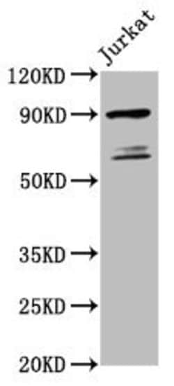 Invitrogen TAX1BP1 Polyclonal Antibody 100 &mu;g; Unconjugated:Antibodies,