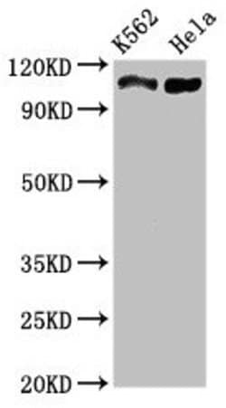 Invitrogen C16orf62 Polyclonal Antibody 100 &mu;g; Unconjugated:Antibodies,