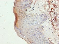 Invitrogen SLC46A3 Polyclonal Antibody 100 &mu;g; Unconjugated:Antibodies,