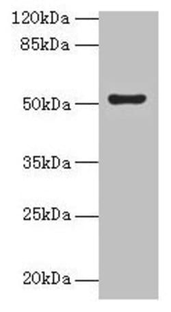 Invitrogen SLC46A3 Polyclonal Antibody 100 &mu;g; Unconjugated:Antibodies,