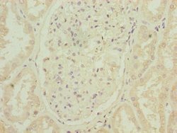 Invitrogen ARPIN Polyclonal Antibody 100 &mu;g; Unconjugated:Antibodies,