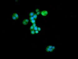 Invitrogen ATG4D Polyclonal Antibody 100 &mu;g; Unconjugated:Antibodies,