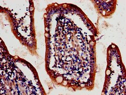 Invitrogen ATG4D Polyclonal Antibody 100 &mu;g; Unconjugated:Antibodies,