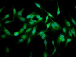 Invitrogen USP48 Polyclonal Antibody 100 &mu;g; Unconjugated:Antibodies,