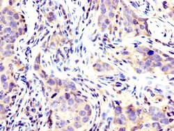 Invitrogen USP48 Polyclonal Antibody 100 &mu;g; Unconjugated:Antibodies,
