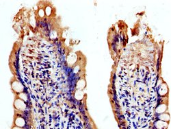 Invitrogen USP48 Polyclonal Antibody 100 &mu;g; Unconjugated:Antibodies,