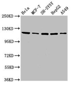Invitrogen USP48 Polyclonal Antibody 100 &mu;g; Unconjugated:Antibodies,