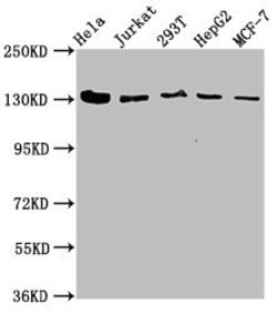 Invitrogen CAND1 Polyclonal Antibody 100 &mu;g; Unconjugated:Antibodies,