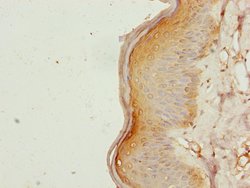 Invitrogen NIPA Polyclonal Antibody 100 &mu;L; Unconjugated:Antibodies,