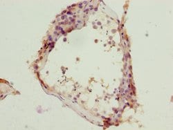 Invitrogen NIPA Polyclonal Antibody 100 &mu;L; Unconjugated:Antibodies,