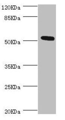 Invitrogen NIPA Polyclonal Antibody 100 &mu;L; Unconjugated:Antibodies,