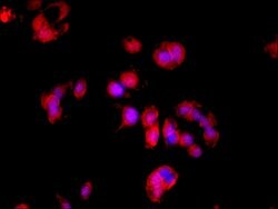 Invitrogen LDHD Polyclonal Antibody 100 &mu;g; Unconjugated:Antibodies,