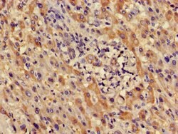 Invitrogen LDHD Polyclonal Antibody 100 &mu;g; Unconjugated:Antibodies,