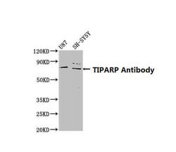 Invitrogen TIPARP Polyclonal Antibody 100 &mu;g; Unconjugated:Antibodies,