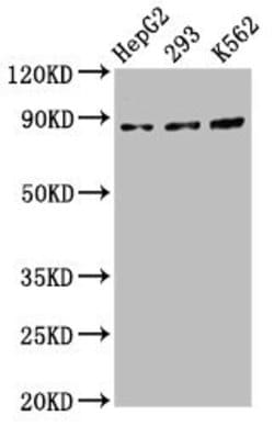Invitrogen CDH7 Polyclonal Antibody 100 &mu;g; Unconjugated:Antikroppar