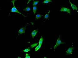 Invitrogen SEPT12 Polyclonal Antibody 100 &mu;g; Unconjugated:Antibodies,