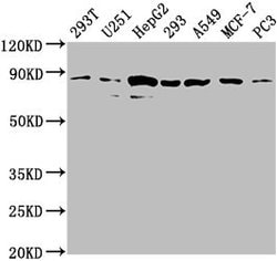 Invitrogen AMOTL2 Polyclonal Antibody 100 &mu;L; Unconjugated:Antibodies,