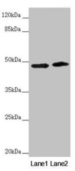 Invitrogen RNF135 Polyclonal Antibody 100 &mu;L; Unconjugated:Antibodies,
