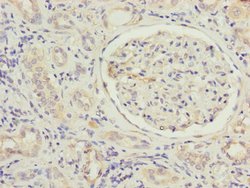 Invitrogen MFN1 Polyclonal Antibody 100 &mu;L; Unconjugated:Antikroppar