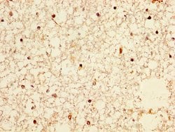 Invitrogen NPAS4 Polyclonal Antibody 100 &mu;g; Unconjugated:Antibodies,