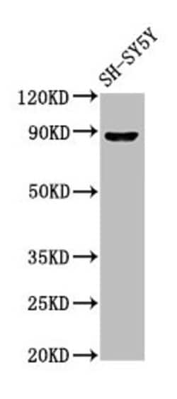 Invitrogen NPAS4 Polyclonal Antibody 100 &mu;g; Unconjugated:Antibodies,